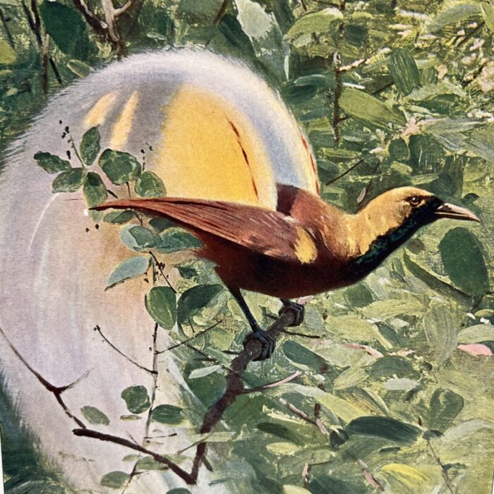 1925 bird of paradise print 6593