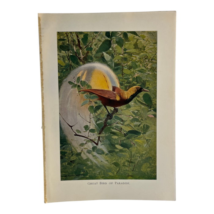 1925 bird of paradise print 8514