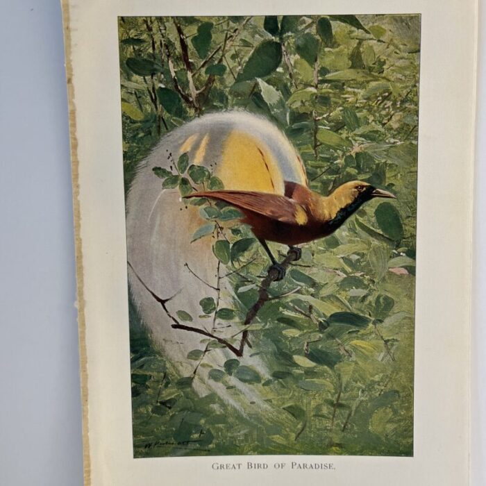 1925 bird of paradise print 8860