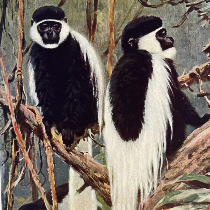 1925 guereza monkey print 1597