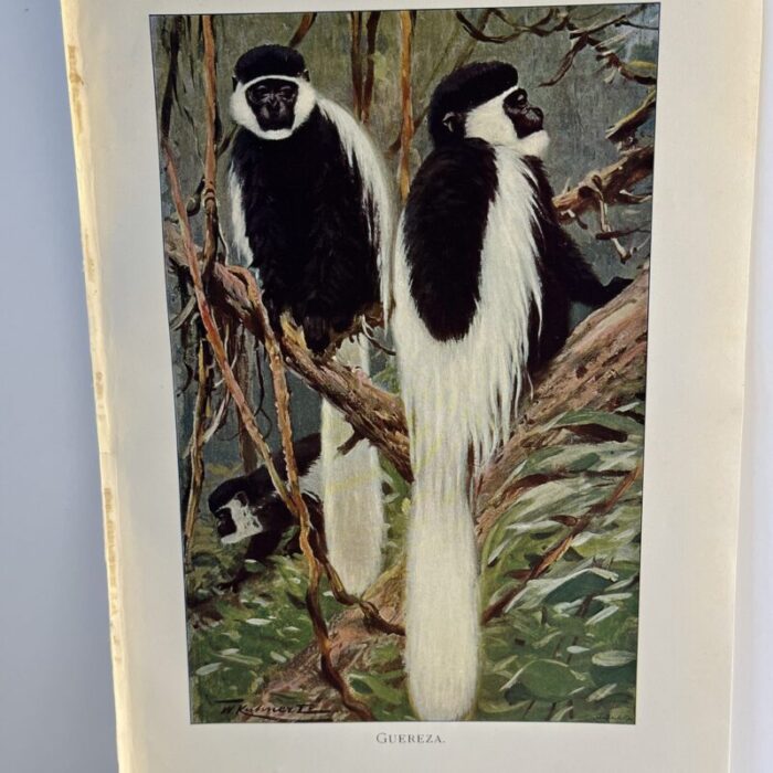 1925 guereza monkey print 3199