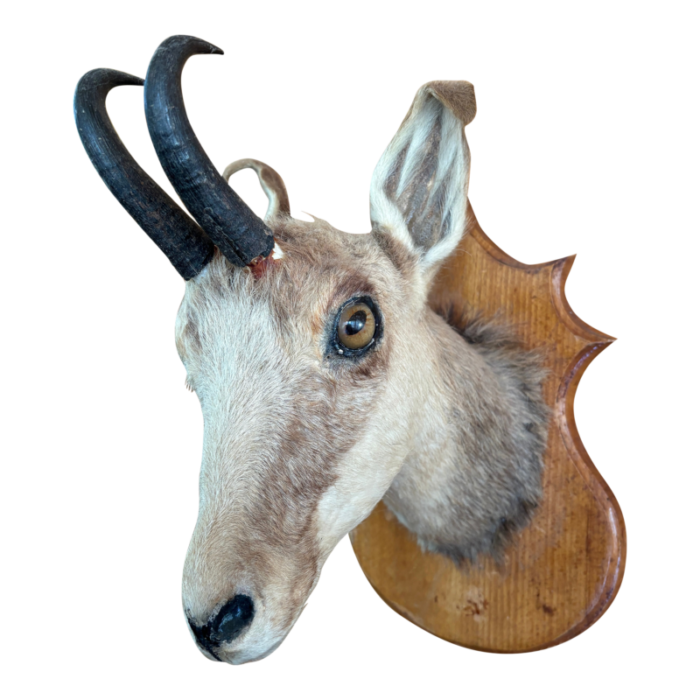 1980s springbok chamois antelope wall mount taxidermy 0813