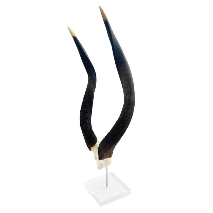 african nyala horn on a lucite base 2252