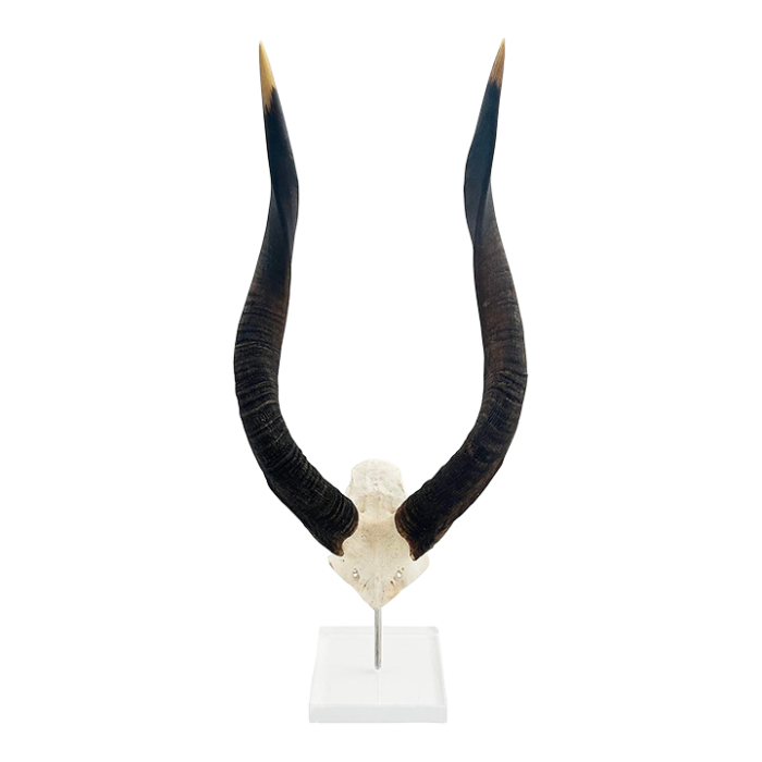 african nyala horn on a lucite base 3933