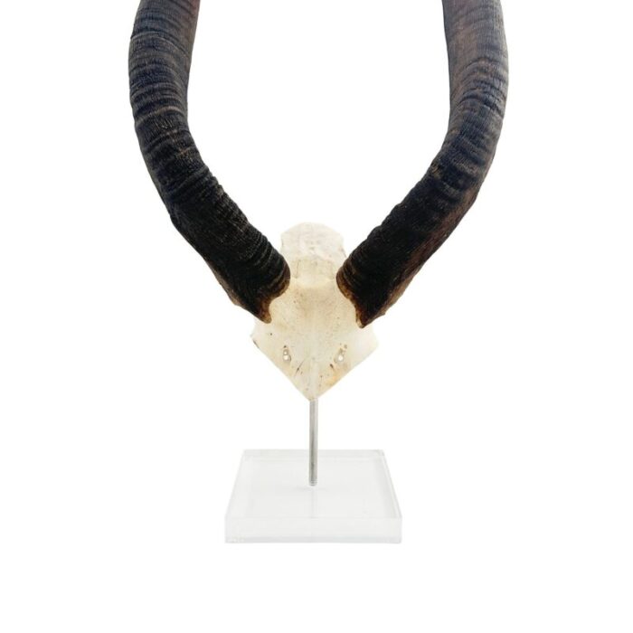 african nyala horn on a lucite base 9295