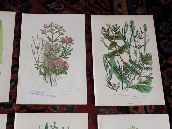 antique 19th century botanical lithographs set of 12 0479