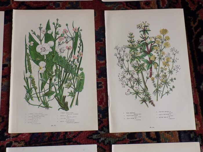 antique 19th century botanical lithographs set of 12 2129