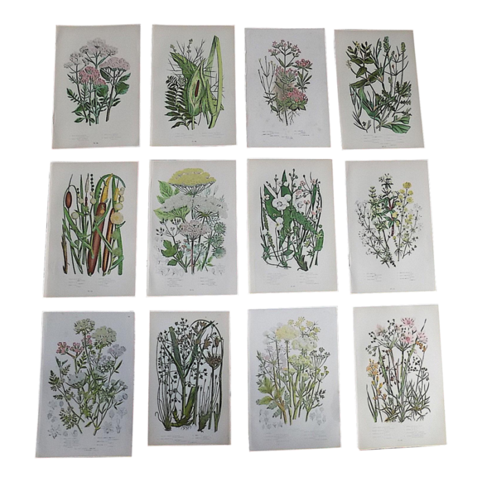 antique 19th century botanical lithographs set of 12 3377