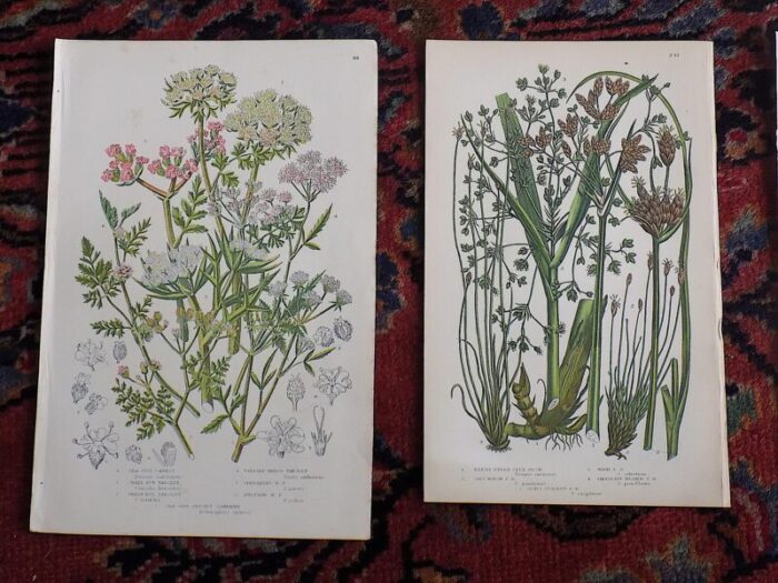 antique 19th century botanical lithographs set of 12 3903