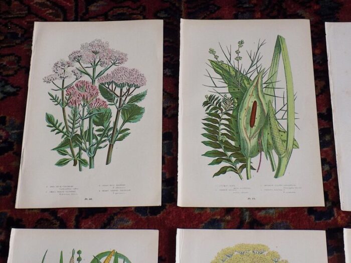 antique 19th century botanical lithographs set of 12 4778