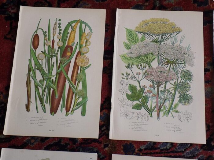 antique 19th century botanical lithographs set of 12 6917