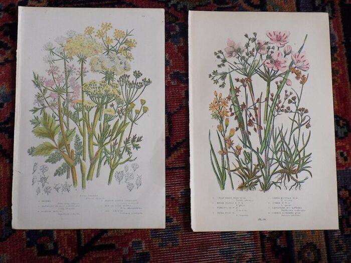 antique 19th century botanical lithographs set of 12 9716