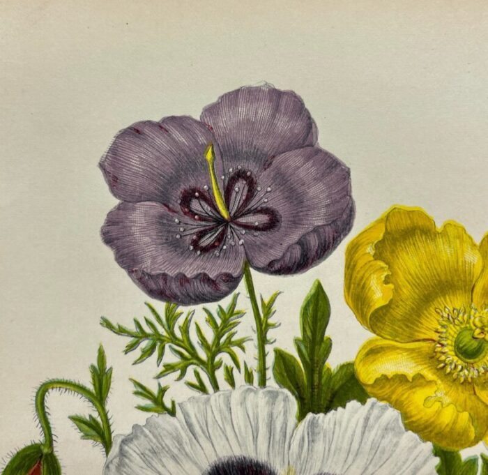 antique w dickes and co botanical print from england showcasing red white yellow and purple varieties of poppy flowers circa 1870 2688