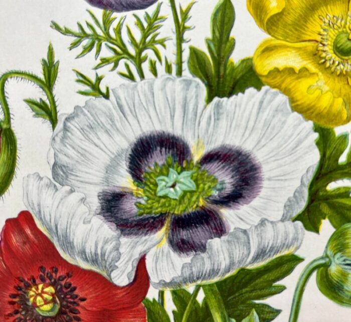 antique w dickes and co botanical print from england showcasing red white yellow and purple varieties of poppy flowers circa 1870 3064