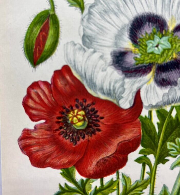 antique w dickes and co botanical print from england showcasing red white yellow and purple varieties of poppy flowers circa 1870 7620