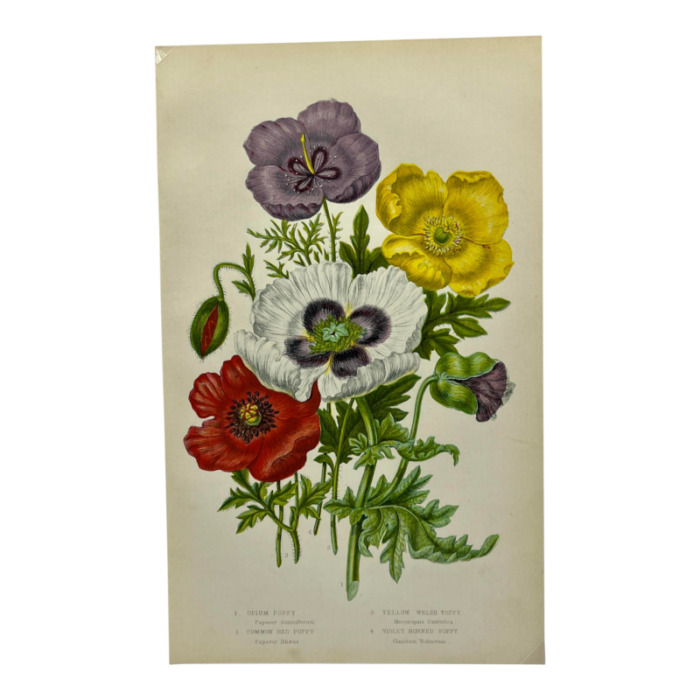 antique w dickes and co botanical print from england showcasing red white yellow and purple varieties of poppy flowers circa 1870 8110