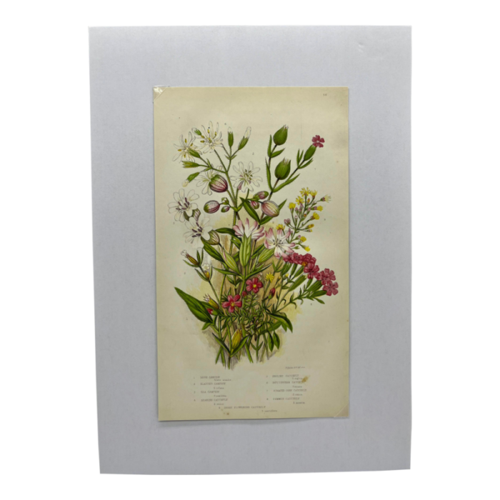 antique w dickes and co botanical print showcasing pink yellow and white varieties of campion and catchfly flowers circa 1870 0442