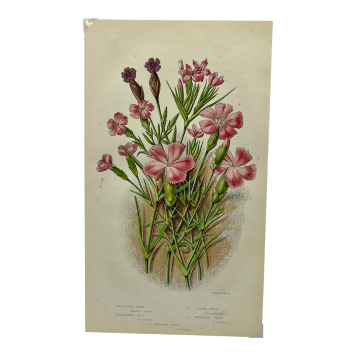 antique w dickes and co botnical print showcasing a variety of pink flowers circa 1870 1247