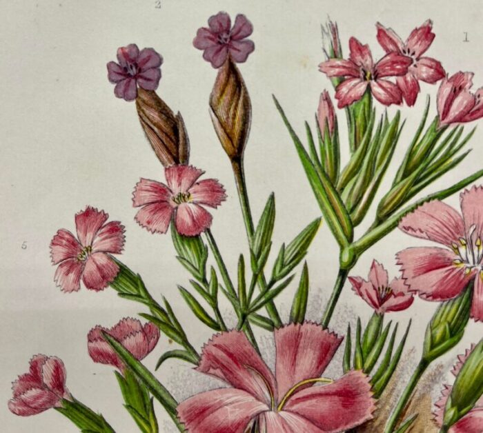 antique w dickes and co botnical print showcasing a variety of pink flowers circa 1870 8401