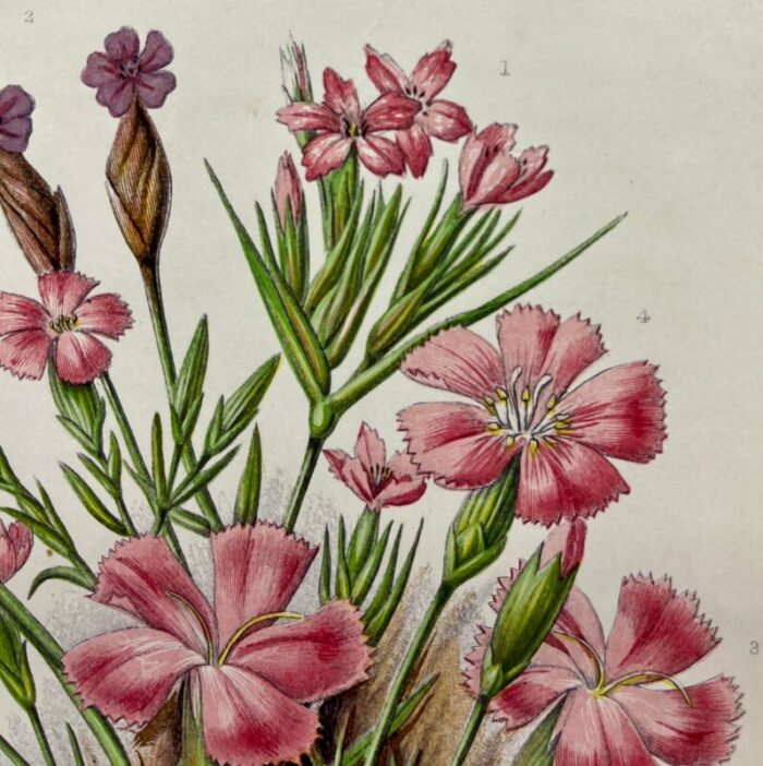 antique w dickes and co botnical print showcasing a variety of pink flowers circa 1870 8681