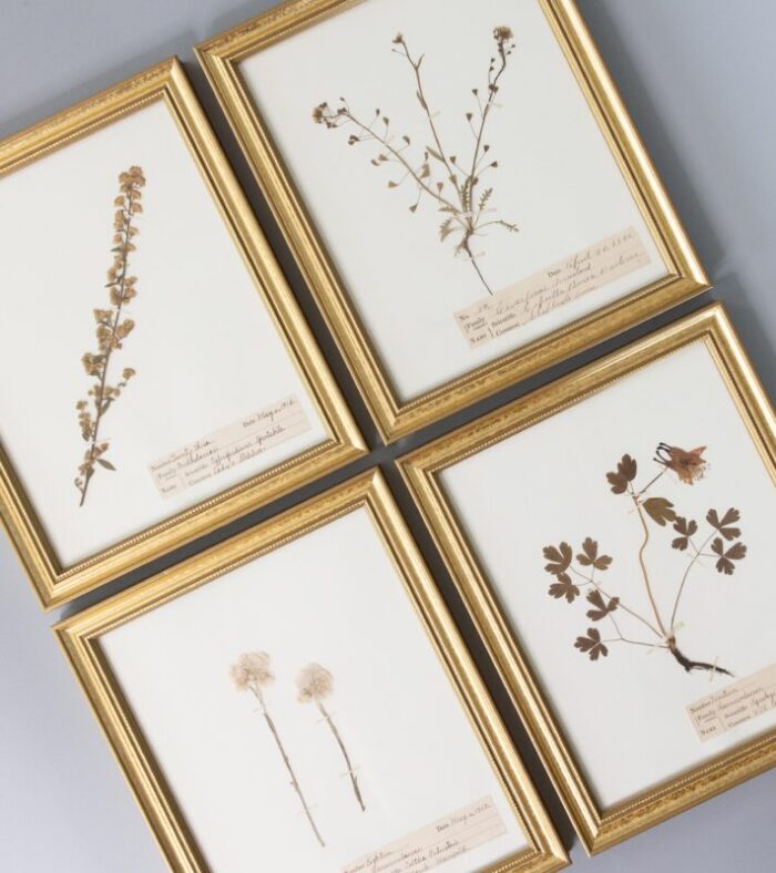 custom framed antique herbarium botanical specimens set of 4 0711