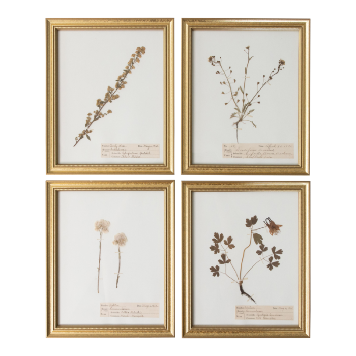 custom framed antique herbarium botanical specimens set of 4 7731