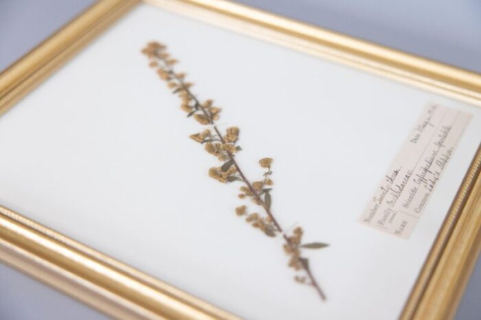 custom framed antique herbarium botanical specimens set of 4 9555