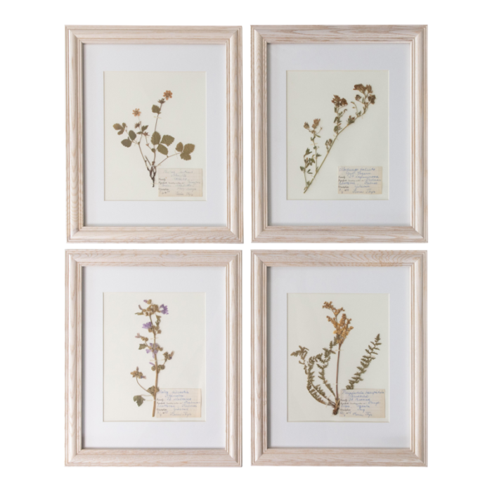 custom framed antique swedish herbarium botanical specimens 194445 set of 4 4623