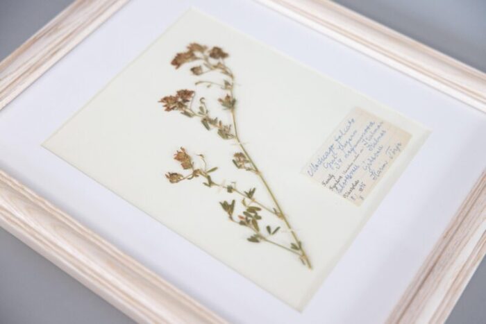 custom framed antique swedish herbarium botanical specimens 194445 set of 4 8809