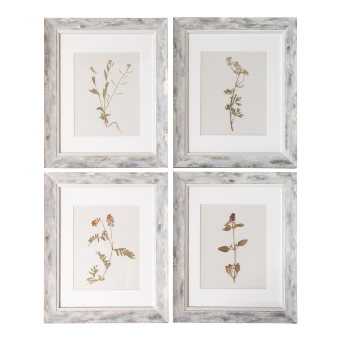 custom framed antique swedish herbarium botanical specimens circa 1910 set of 4 4885