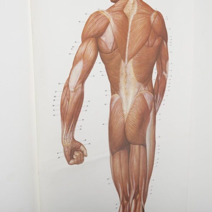 large anatomical wall chart from deutsche hygiene museum dresden 1992 2