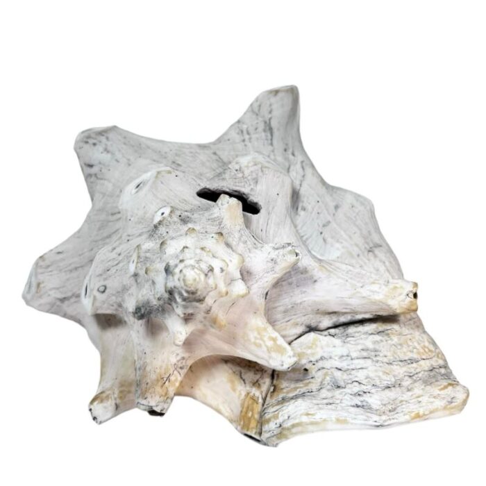 large late 20th century conch shell 0158