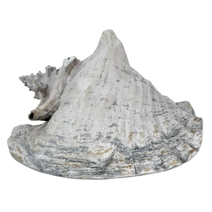 large late 20th century conch shell 3211