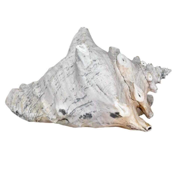 large late 20th century conch shell 6771