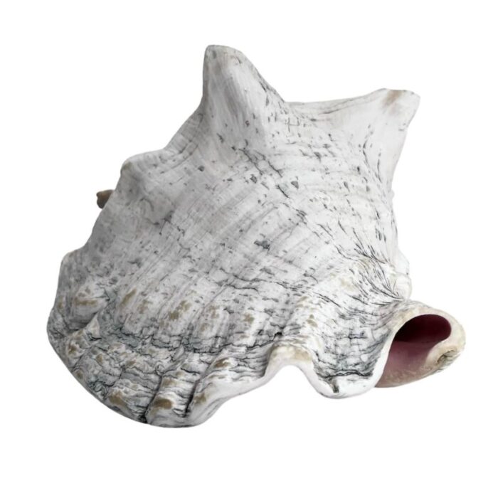 large late 20th century conch shell 8210