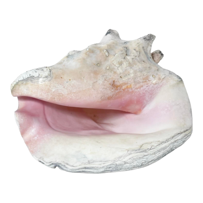 large late 20th century conch shell 9898