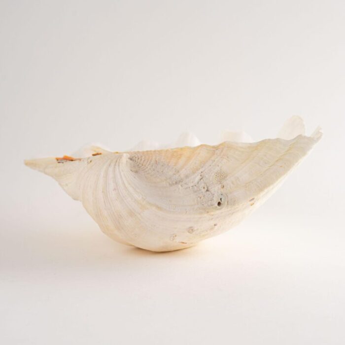 large sea shell vessel 1338