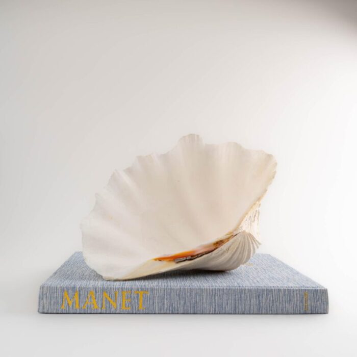 large sea shell vessel 6955