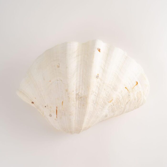 large sea shell vessel 7939