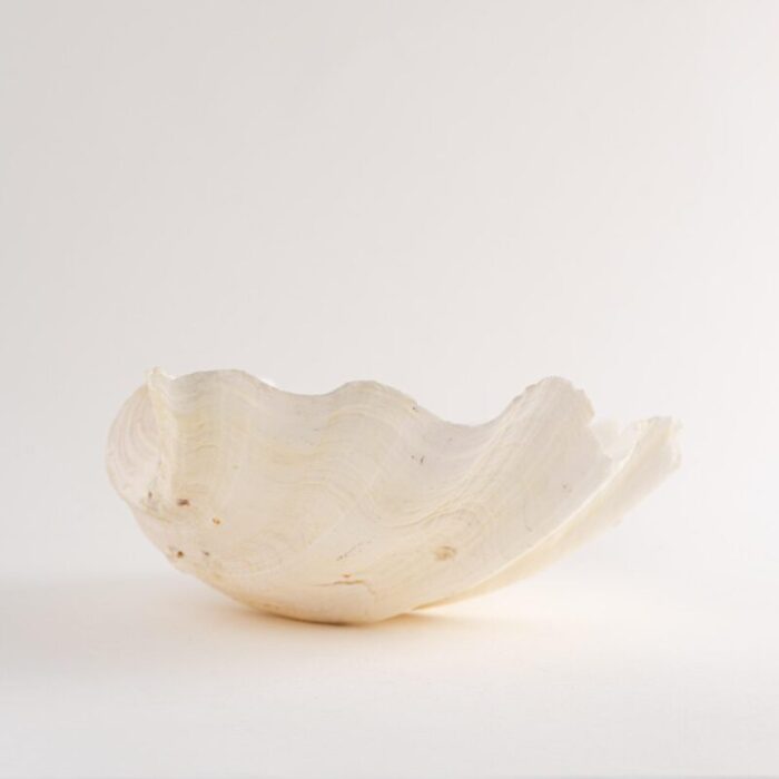 large sea shell vessel 8553