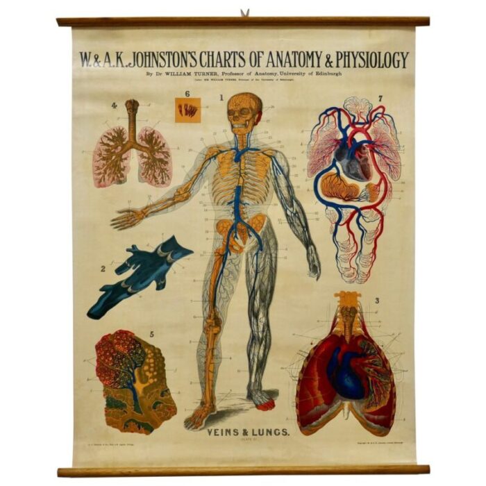 large university anatomical chart veins and lungs by turner 1920s 1