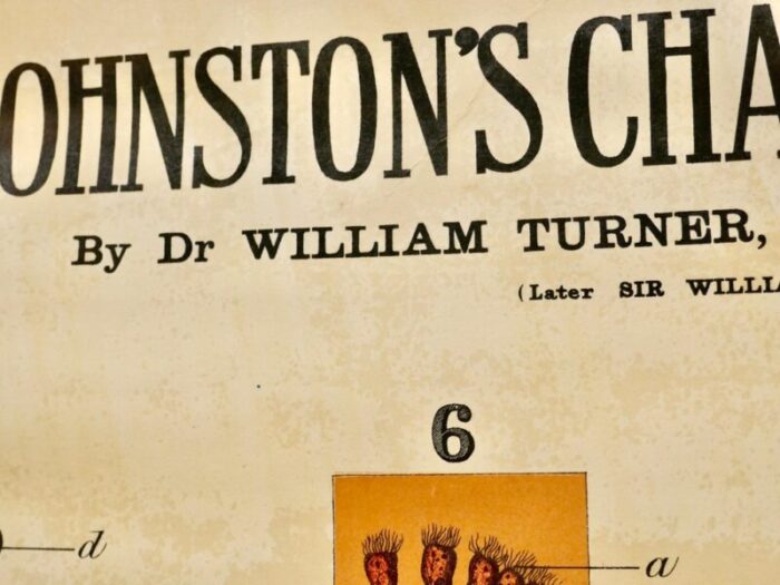 large university anatomical chart veins and lungs by turner 1920s 2