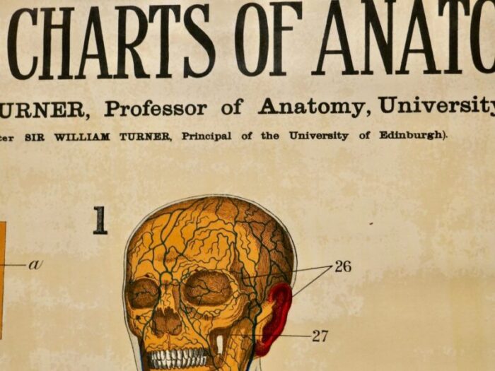 large university anatomical chart veins and lungs by turner 1920s 3