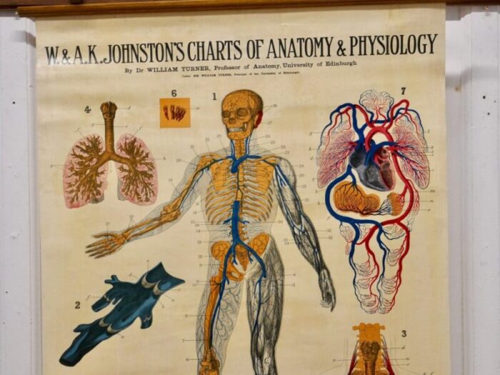 large university anatomical chart veins and lungs by turner 1920s 4