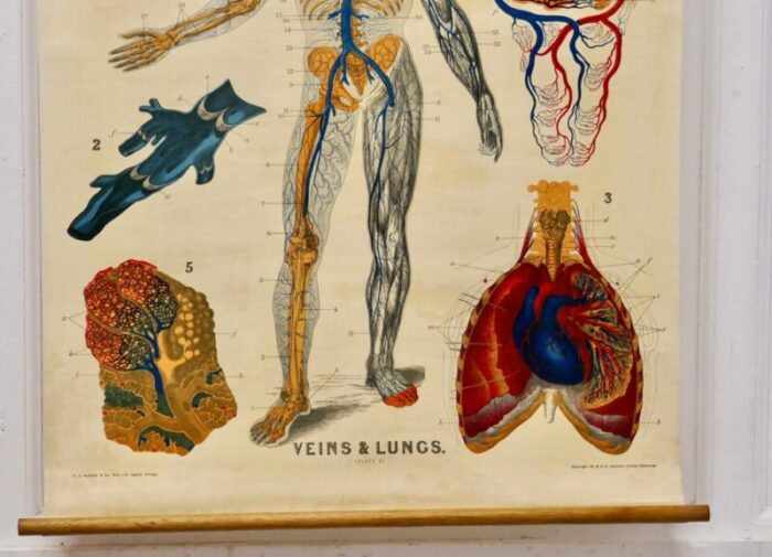 large university anatomical chart veins and lungs by turner 1920s 5