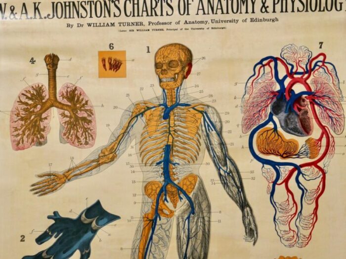 large university anatomical chart veins and lungs by turner 1920s 6