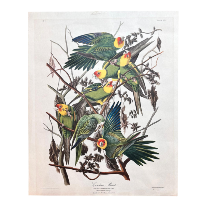 mid 20th century vintage audubon carolina parrots plate xxvl lithograph 6468