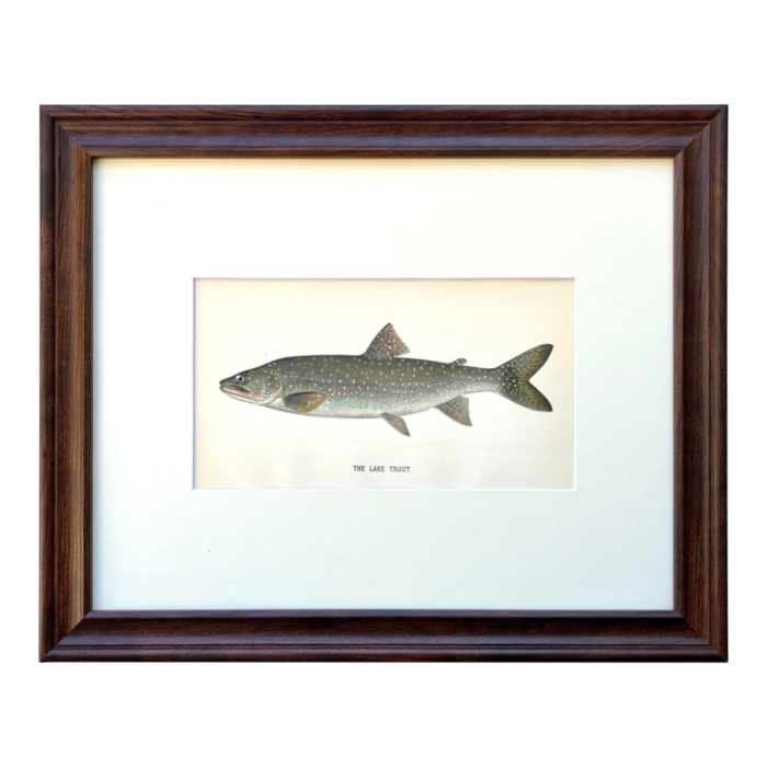 original antique chromolithograph lake trout fish print by tarleton bean circa 1890 2530