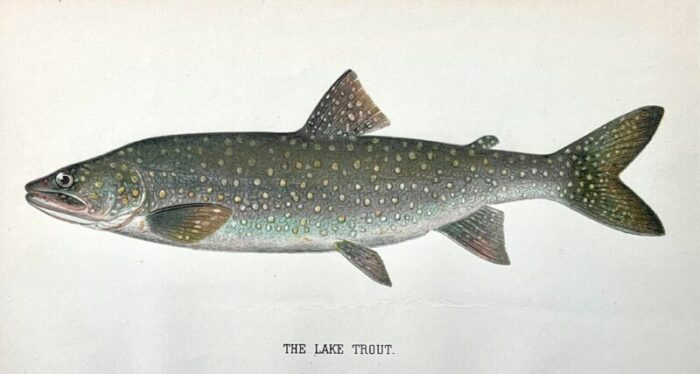 original antique chromolithograph lake trout fish print by tarleton bean circa 1890 3120