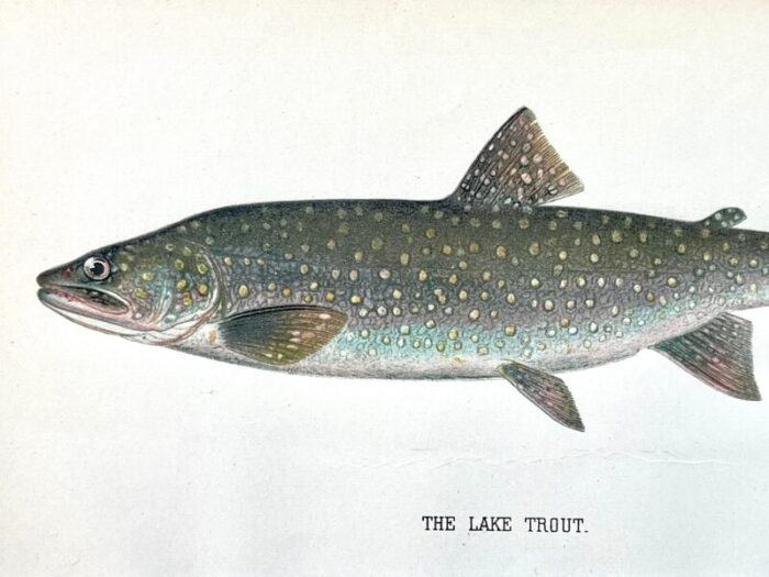 original antique chromolithograph lake trout fish print by tarleton bean circa 1890 3270